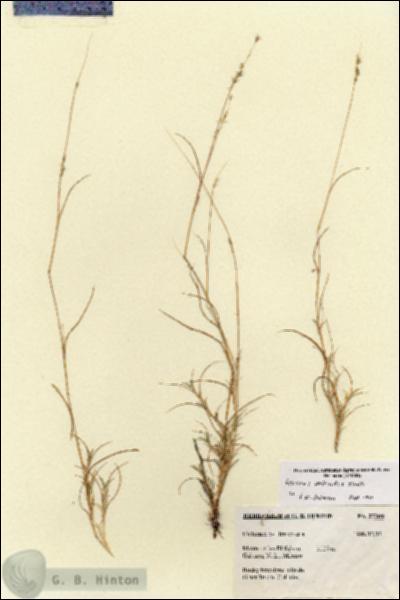 URN_catalog_HBHinton_herbarium_27309.jpg.jpg