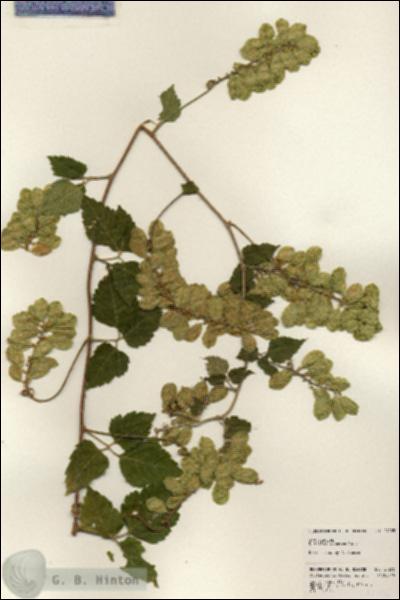 URN_catalog_HBHinton_herbarium_24205.jpg.jpg