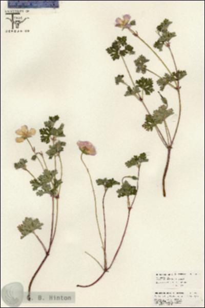 URN_catalog_HBHinton_herbarium_26564.jpg.jpg