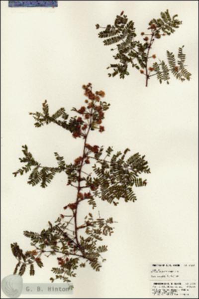 URN_catalog_HBHinton_herbarium_24309.jpg.jpg