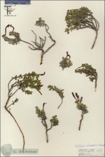 URN_catalog_HBHinton_herbarium_25800.jpg.jpg