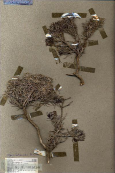 URN_catalog_HBHinton_herbarium_18084.jpg.jpg