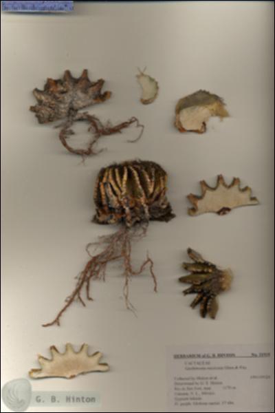 URN_catalog_HBHinton_herbarium_21519-1.jpg.jpg