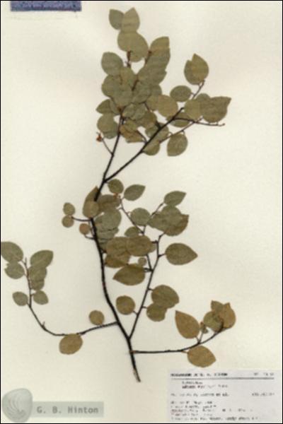 URN_catalog_HBHinton_herbarium_20182.jpg.jpg