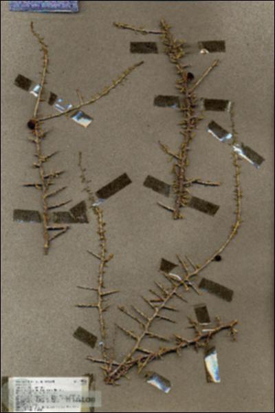 URN_catalog_HBHinton_herbarium_19560.jpg.jpg