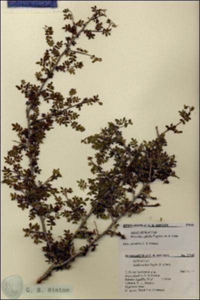 URN_catalog_HBHinton_herbarium_27549.jpg.jpg