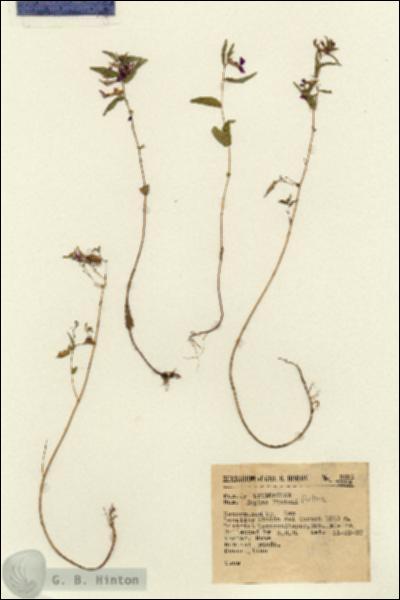 URN_catalog_HBHinton_herbarium_2691.jpg.jpg