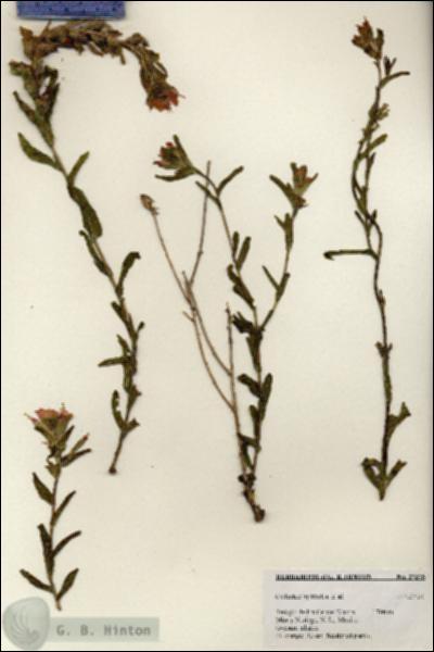 URN_catalog_HBHinton_herbarium_27375.jpg.jpg