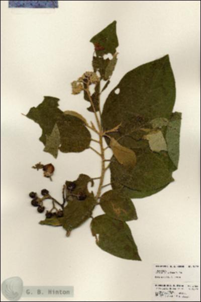 URN_catalog_HBHinton_herbarium_24226.jpg.jpg