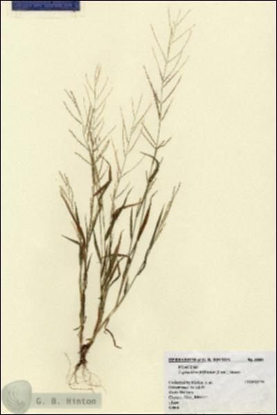 URN_catalog_HBHinton_herbarium_6680.jpg.jpg