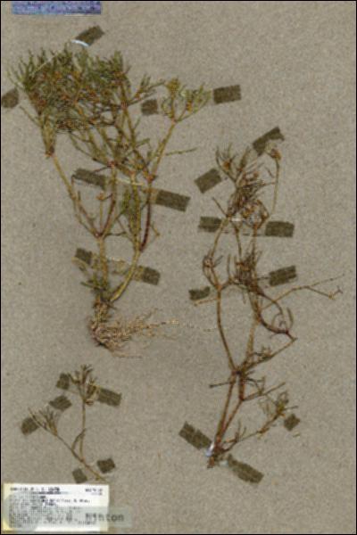 URN_catalog_HBHinton_herbarium_19538.jpg.jpg