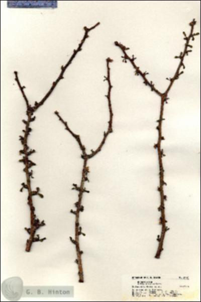 URN_catalog_HBHinton_herbarium_20921.jpg.jpg