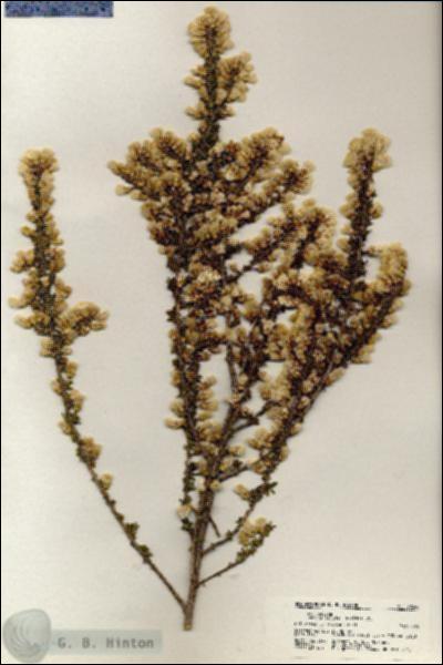URN_catalog_HBHinton_herbarium_20248.jpg.jpg