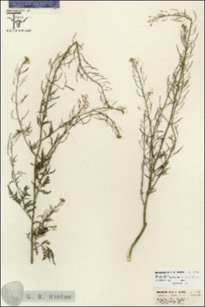 URN_catalog_HBHinton_herbarium_26690.jpg.jpg