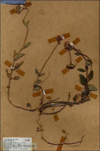 URN_catalog_HBHinton_herbarium_17629.jpg.jpg