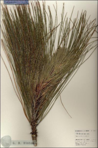 URN_catalog_HBHinton_herbarium_25327.jpg.jpg