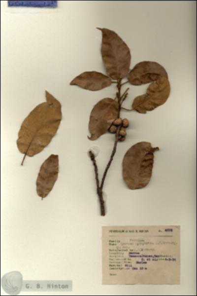 URN_catalog_HBHinton_herbarium_6072.jpg.jpg