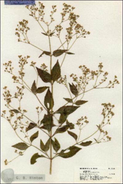 URN_catalog_HBHinton_herbarium_20886.jpg.jpg