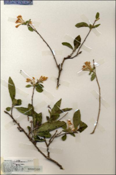 URN_catalog_HBHinton_herbarium_19331.jpg.jpg