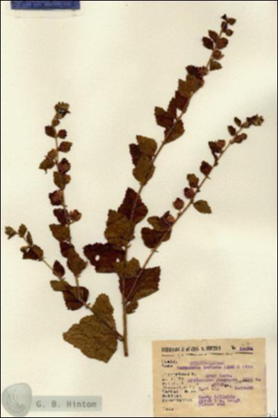 URN_catalog_HBHinton_herbarium_13274.jpg.jpg