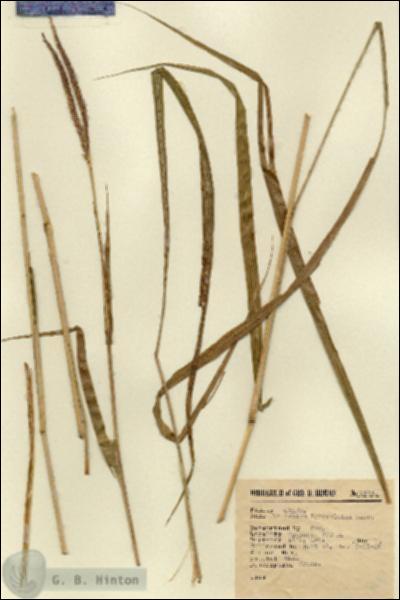 URN_catalog_HBHinton_herbarium_9384.jpg.jpg