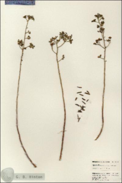 URN_catalog_HBHinton_herbarium_24650.jpg.jpg