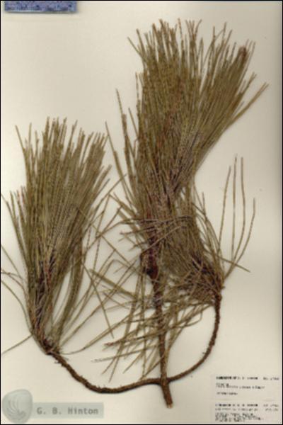 URN_catalog_HBHinton_herbarium_24042.jpg.jpg