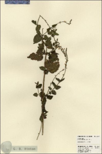 URN_catalog_HBHinton_herbarium_23497.jpg.jpg