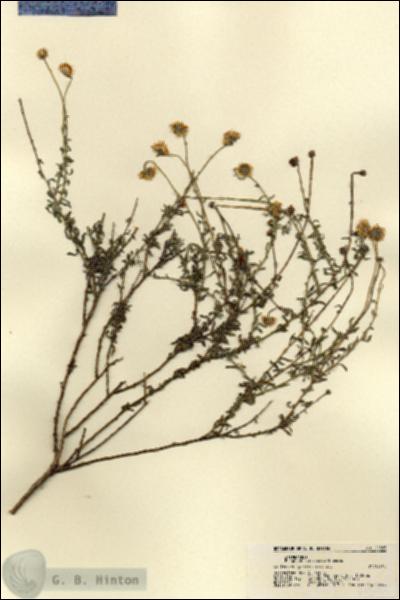 URN_catalog_HBHinton_herbarium_21585.jpg.jpg