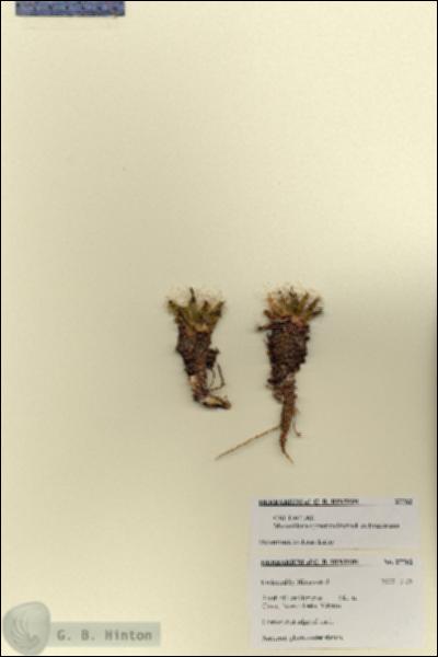 URN_catalog_HBHinton_herbarium_27762.jpg.jpg
