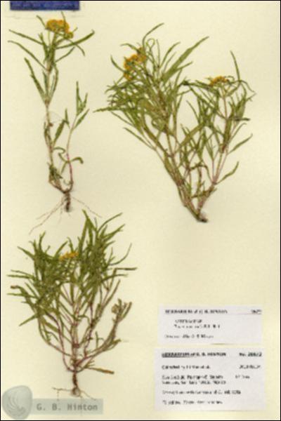 URN_catalog_HBHinton_herbarium_28672.jpg.jpg