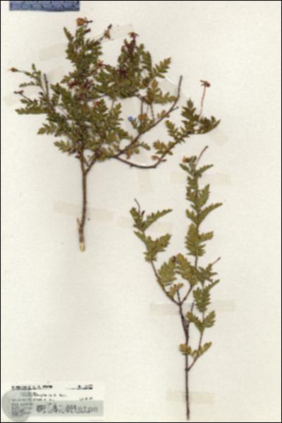 URN_catalog_HBHinton_herbarium_19973.jpg.jpg