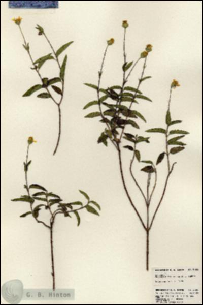 URN_catalog_HBHinton_herbarium_23855.jpg.jpg