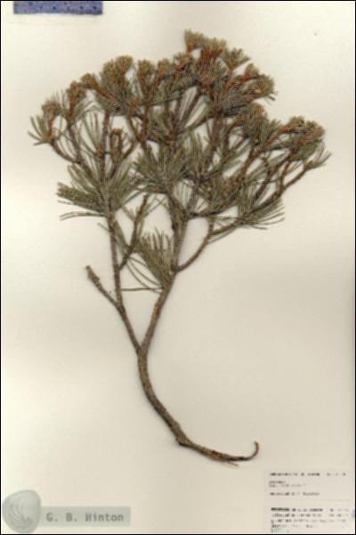 URN_catalog_HBHinton_herbarium_25348.jpg.jpg