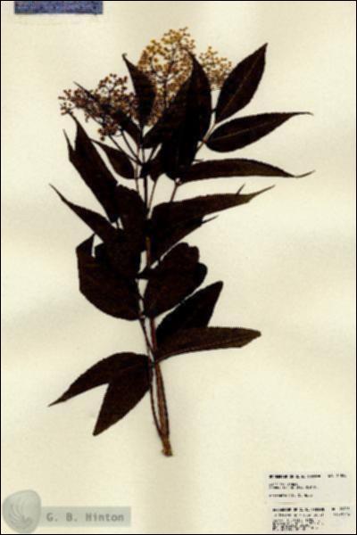 URN_catalog_HBHinton_herbarium_22815.jpg.jpg
