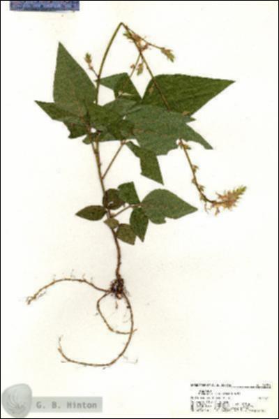 URN_catalog_HBHinton_herbarium_20556.jpg.jpg