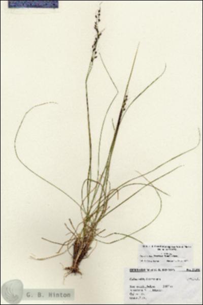 URN_catalog_HBHinton_herbarium_27391.jpg.jpg