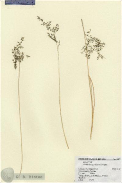 URN_catalog_HBHinton_herbarium_3059.jpg.jpg