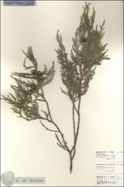 URN_catalog_HBHinton_herbarium_25910.jpg.jpg
