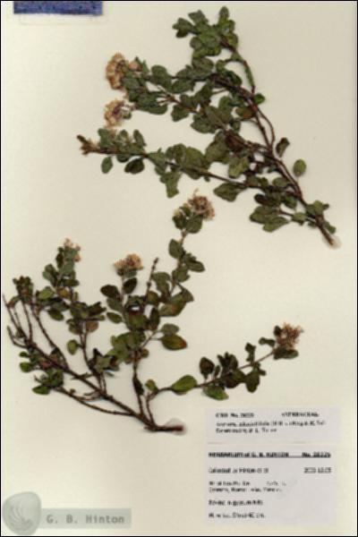 URN_catalog_HBHinton_herbarium_28225.jpg.jpg