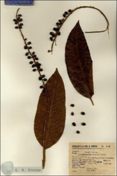 URN_catalog_HBHinton_herbarium_6057.jpg.jpg