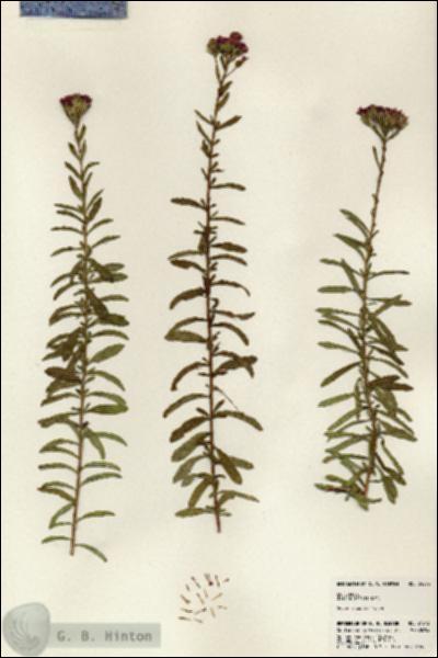 URN_catalog_HBHinton_herbarium_24573.jpg.jpg