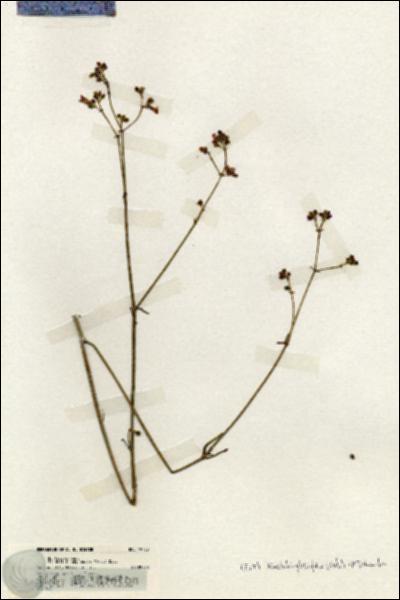 URN_catalog_HBHinton_herbarium_19753.jpg.jpg