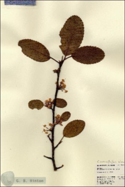 URN_catalog_HBHinton_herbarium_22670.jpg.jpg
