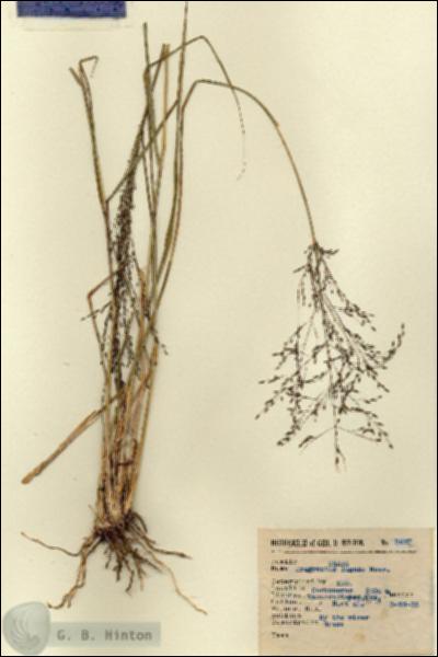 URN_catalog_HBHinton_herbarium_3537.jpg.jpg