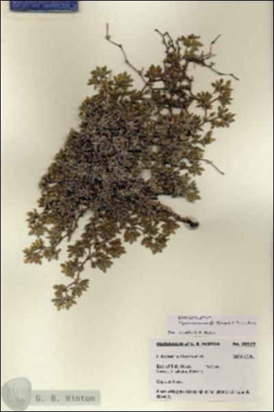 URN_catalog_HBHinton_herbarium_28527.jpg.jpg