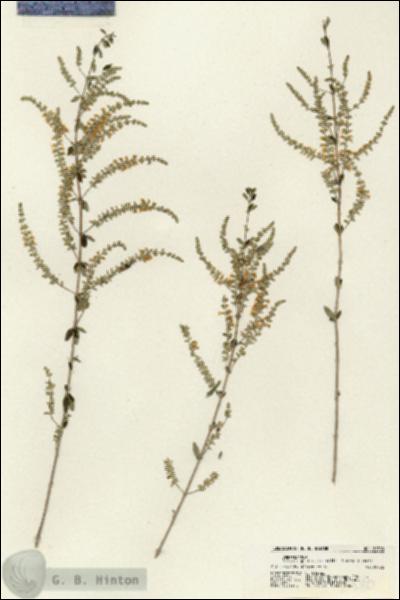 URN_catalog_HBHinton_herbarium_21380.jpg.jpg