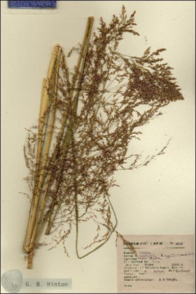 URN_catalog_HBHinton_herbarium_2626.jpg.jpg