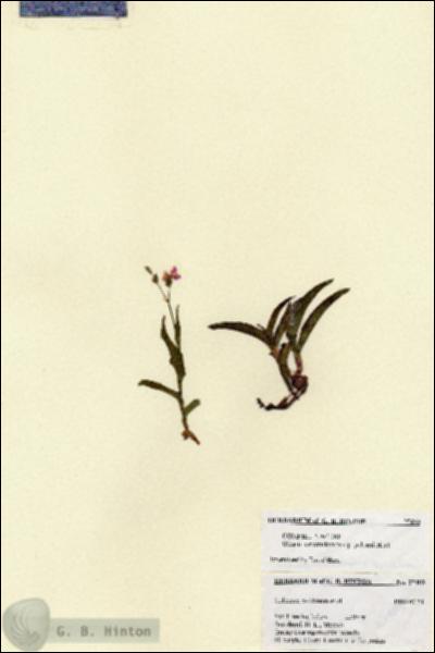 URN_catalog_HBHinton_herbarium_27403.jpg.jpg