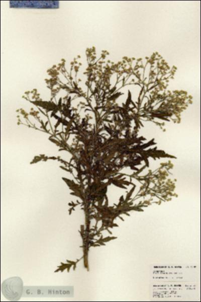 URN_catalog_HBHinton_herbarium_24153.jpg.jpg